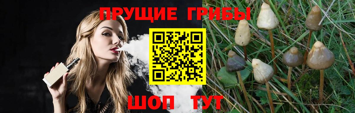 Галлюциногенные грибы Psilocybine cubensis Лесозаводск